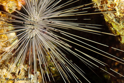 Nadel-Seeigel - Diadema paucispinum - Long-spined sea urchin
