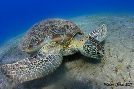 Grüne Schildkröte (veraltet: Suppenschildkröte) - Chelonia mydas - Green Turtle ; Abu Dabab