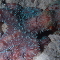 Roter Krake - Octopus cyaneus - Big blue octopus