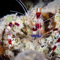 Gebänderte Scherengarnele - Stenopus hispidus - Banded Coral Shrimp