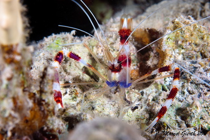 Gebänderte Scherengarnele - Stenopus hispidus - Banded Coral Shrimp