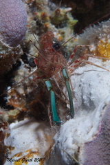 Grünaugen-Tanzgarnele - Cinetorhynchus reticulatus - Reticulated Hinge-Beak Shrimp