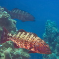 Rotmeer-Forellenbarsch - Plectropomus pessuliferus marisrubi - Red Sea Coral Grouper
