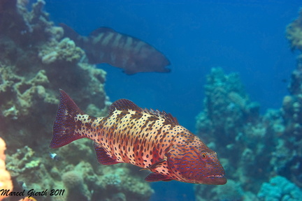 Rotmeer-Forellenbarsch - Plectropomus pessuliferus marisrubi - Red Sea Coral Grouper