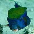 Arabischer Kofferfisch - Ostracion cyanurus - Bluetail trunkfish