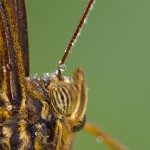 ananenfalters - Caligo sp - Owl Butterfly