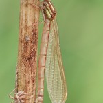 Frühe Adonisjungfer (Pyrrhosoma nymphula)