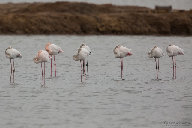 Flamingo, Sito das 4 Águas