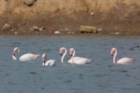 Schwimmende Flamingos