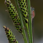 Pechlibelle f. rufescens