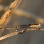 Gemeine Winterlibelle (Sympecma fusca)