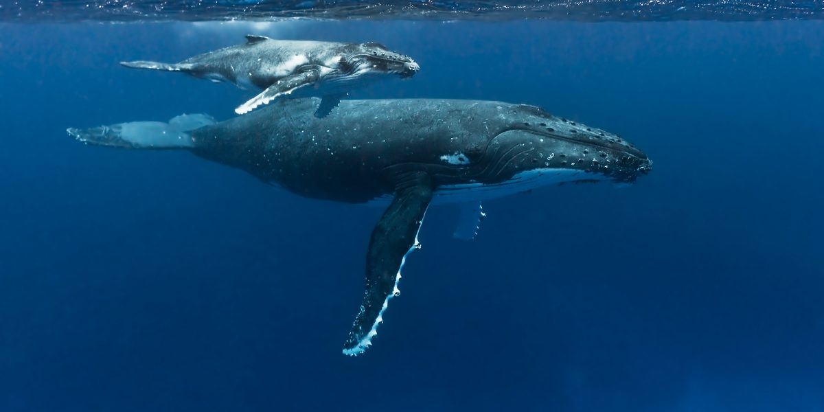 Buckelwale in Tonga - Humpback whales in Tonga