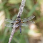 Vierfleck – Libellula quadrimaculata